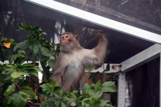 Renee Barth captured this image of the "Mystery Monkey of Tampa Bay" on Sunday at her swimming pool enclosure.